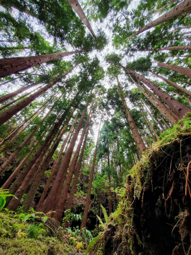 Hoge bomen van onderaf gefotografeerd, de stammen lopen naar het midden