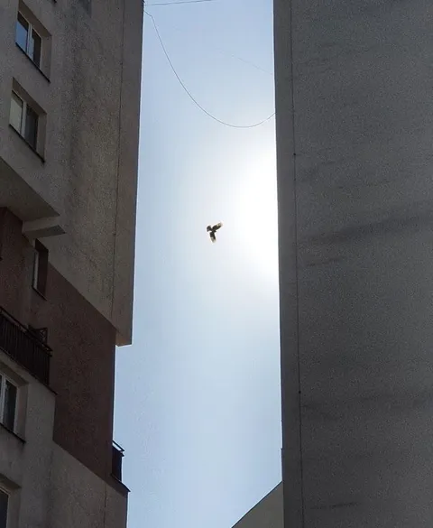 Een vogel vliegt door de smalle strook lucht tussen twee hoge gebouwen