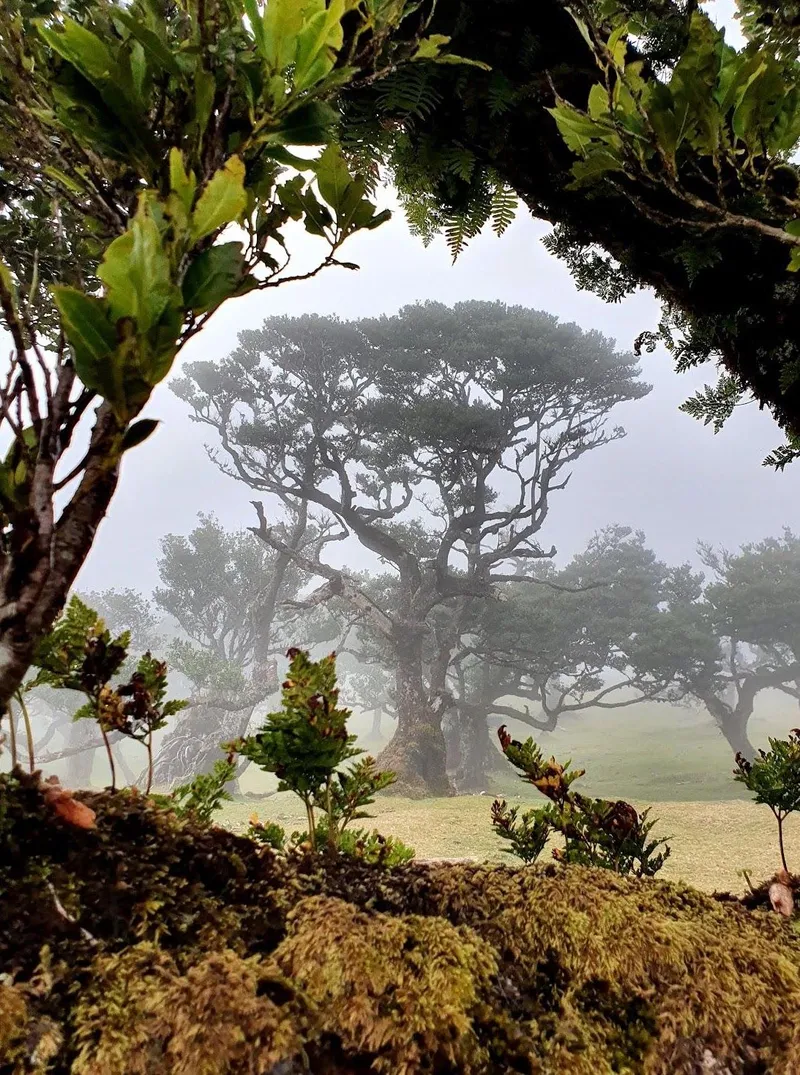 Oude laurierboom in de mist op Fanal, Madeira, omlijst door takken