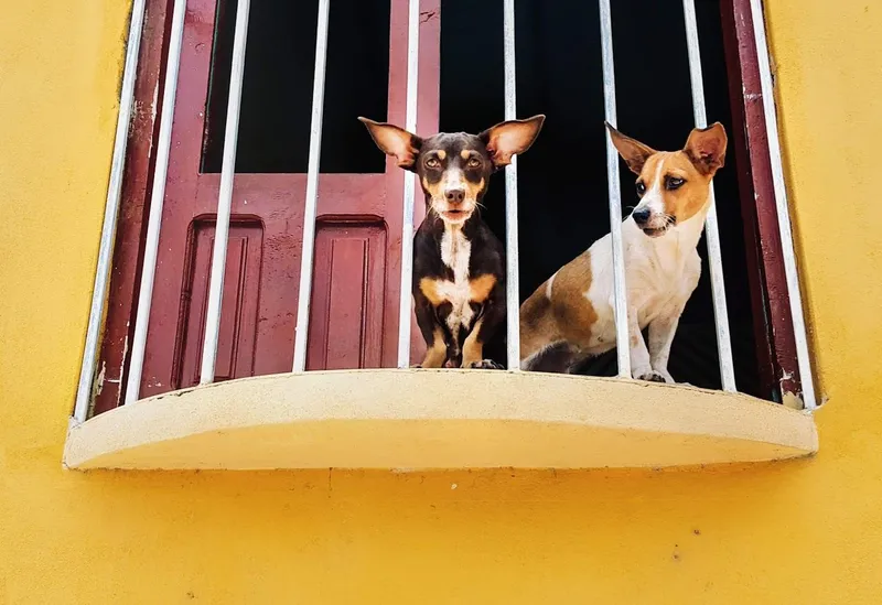 Twee hondjes kijken door de tralies van een geel raam in Santiago de Cuba