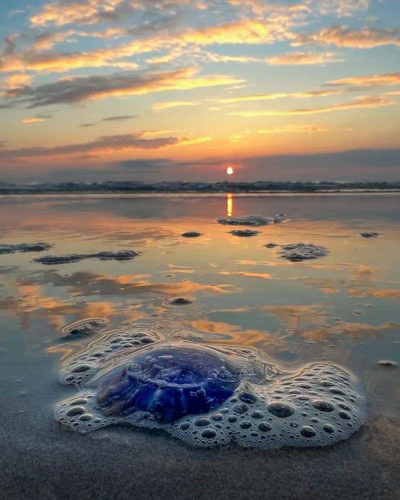 Bewerkte foto van een kwal op het strand bij zonsondergang met een donkerdere lucht