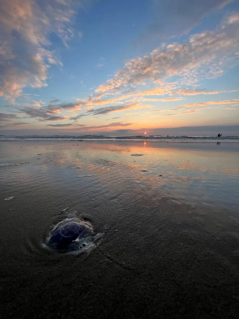 Strand bij zonsondergang met een kleine kwal in het zand