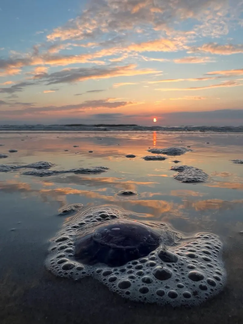 Dezelfde kwal van dichtbij als voorgrond, met de zonsondergang erachter