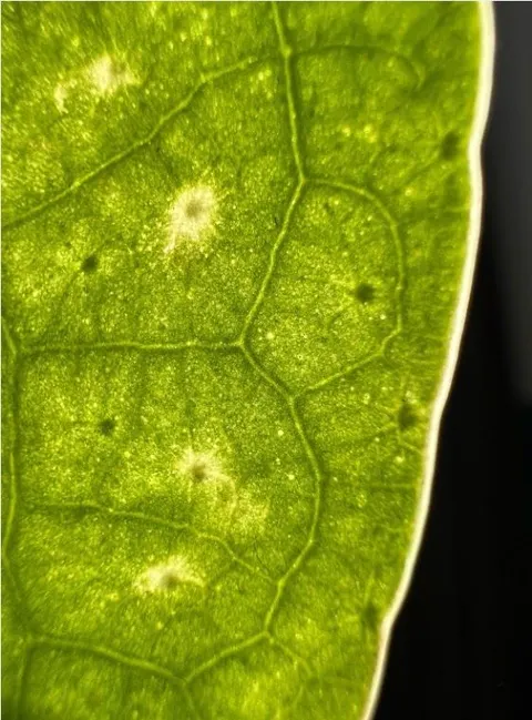 Groen blad in tegenlicht van dichtbij, de nerven als een netwerk