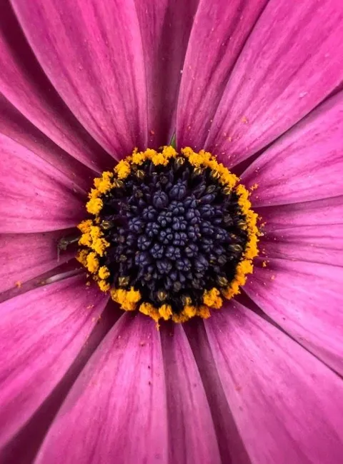 Roze bloem met een donker hart en gele stuifmeelrand van dichtbij