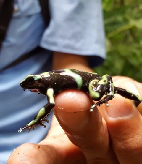 Kleine groen met zwarte kikker op een vingertop