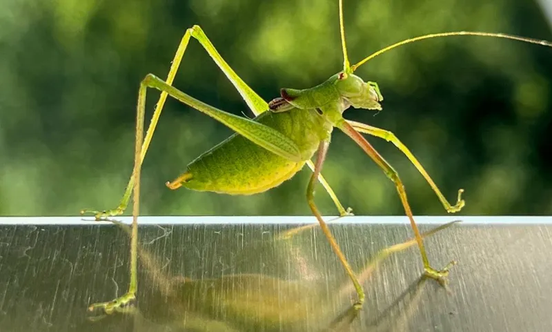 Groene sprinkhaan op een glazen rand, met zijn spiegelbeeld eronder