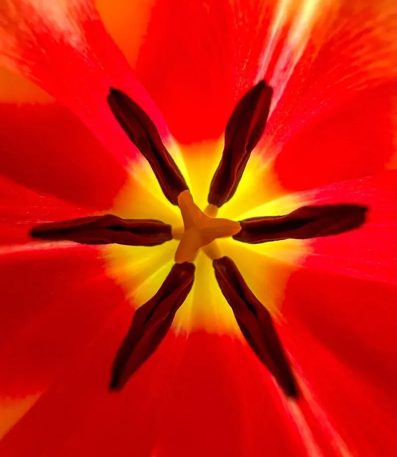 Het hart van een rode tulp van heel dichtbij, met zes donkere meeldraden