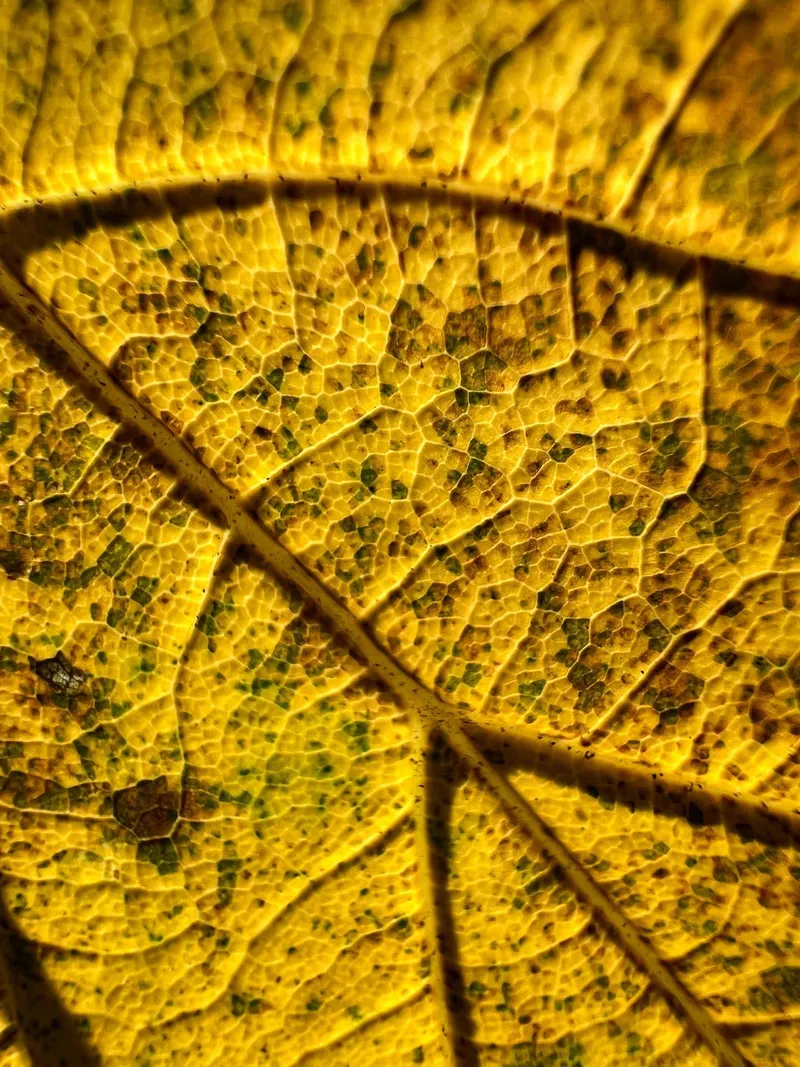 Geel blad in tegenlicht, de nerven als een netwerk